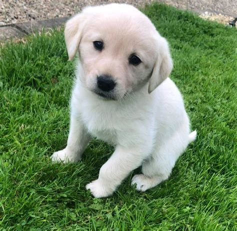 Golden Labrador Puppies For Sale In Omagh County Tyrone Gumtree