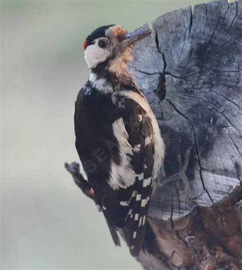 Syrian Woodpecker Dendrocopos Syriacus Phst326804