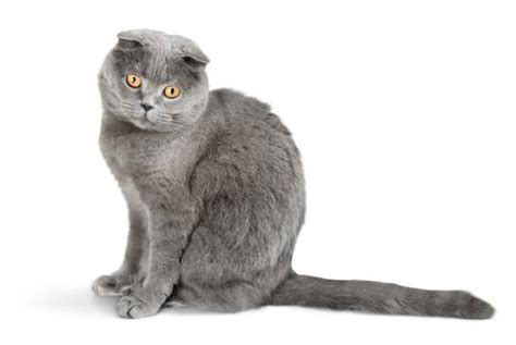 Scottish Fold Cat Breed Personality Behavior Facts And