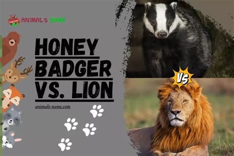 Who Would Win In A Fight Honey Badger Vs Lion Animals Name