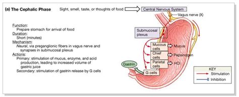 Cephalic Phase Of Digestion Pdfshare