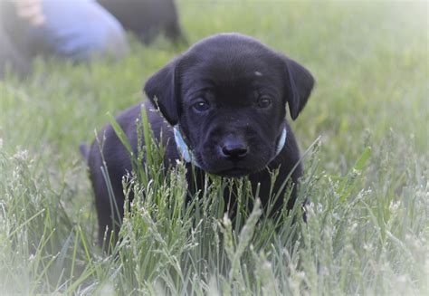 Lab puppies for sale $850 (lse > necedah ). Chocolate Labrador Hunting Puppies For Sale