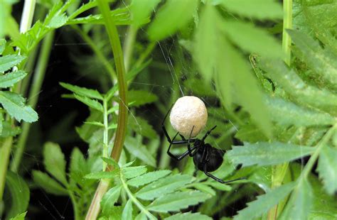 Black Widows Nest In Our Garden Thats Its Egg Sack