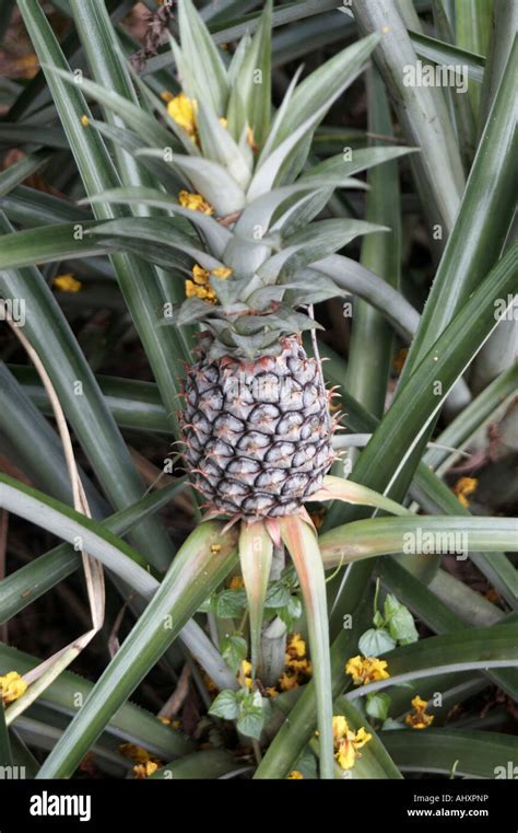 Pineapple Plant Hi Res Stock Photography And Images Alamy