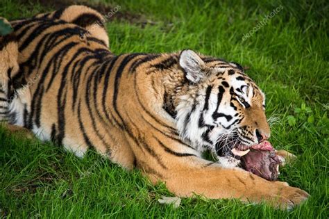 Tigre Siberiano Comiendo — Foto De Stock 32157295 © Davemhuntphoto