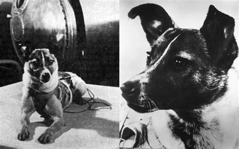 But the soviets were already ahead. 5 Animals Who Have Launched Into Space | Pouted.com