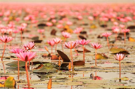 Red Lotus In The Pond At Kumphawapi Udonthani Thailand Stock Photo