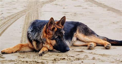 Can German Shepherds Live In Hot Weather 9 Tips For Summer Dog Mom Hub