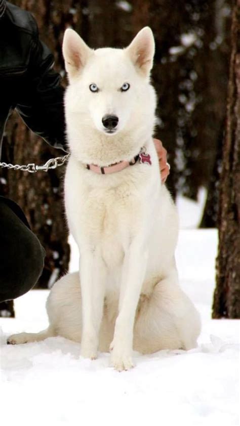 I Love White Huskies Your Daily Dogs Content White