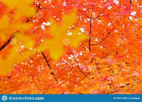 Autumnal Maple Trees Stock Image Image Of Branches 162112285