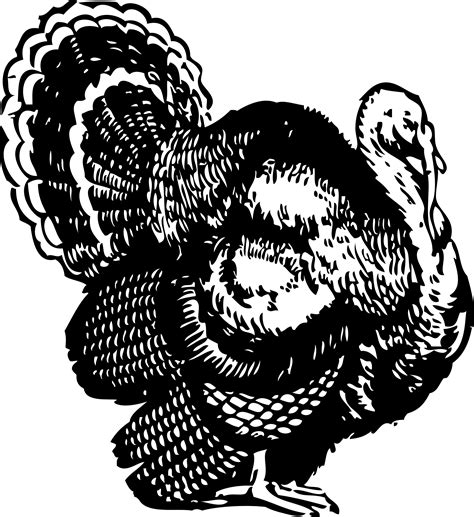 Turkey Black And White Turkey Clipart Black And White Free To Use Clip