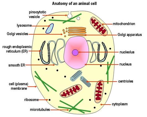 They also both protect and support what is inside. animal cell/brian gray