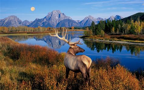 4k Elk Wallpapers Top Free 4k Elk Backgrounds Wallpaperaccess
