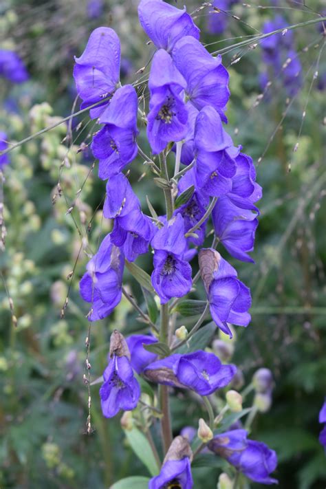 Aconitum Carmichaelii Arendsii Proctors Nursery