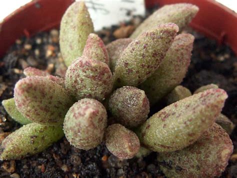 Adromischus Marianae World Of Succulents