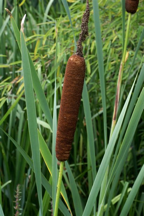 Cattail Facts And Health Benefits