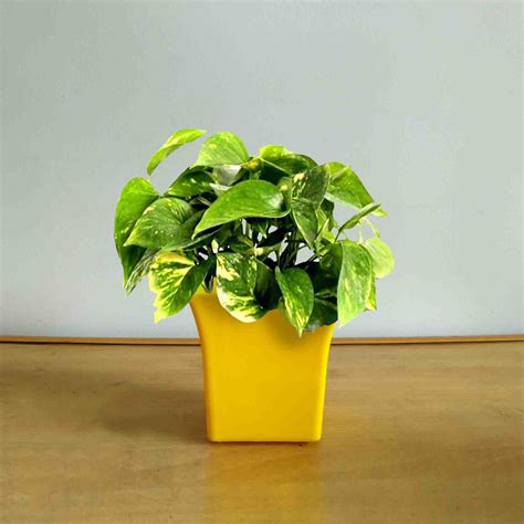 Green Money Plant With Decorative Pot Greensy