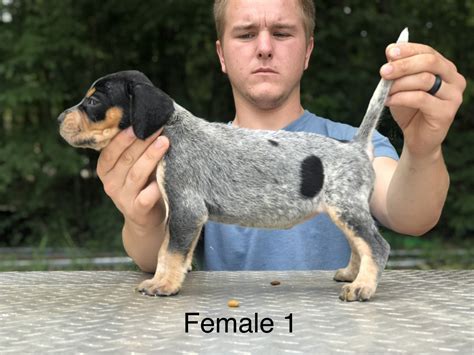Check out our bluetick coonhounds selection for the very best in unique or custom, handmade pieces from our shops. Bluetick Coonhound Puppies For Sale | Hookerton, NC #303435