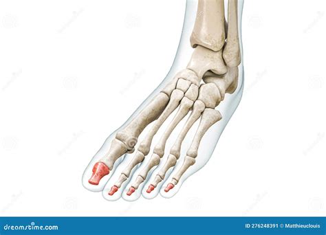 Distal Phalanges Of The Toe Bones In Red With Body D Rendering Illustration Isolated On White