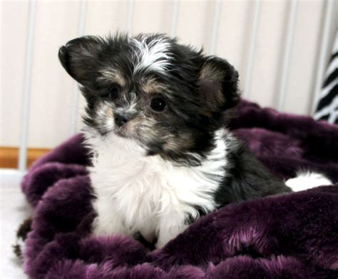 Teacup Havanese Puppies For Sale In Michigan Anna Blog