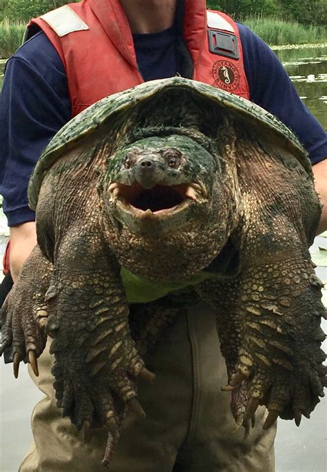 Depleted Wetlands Impact Freshwater Turtles In Toronto Great Lakes Echo