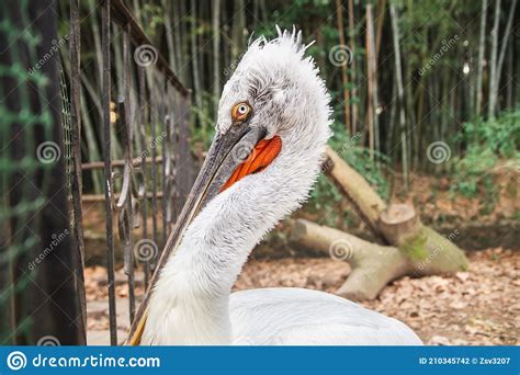 Great White Pelican Closeup Portrait In Zoo Stock Photo Image Of Wing