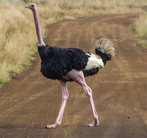 Ostrich Wallpapers Animal Hq Ostrich Pictures 4k Wallpapers 2019