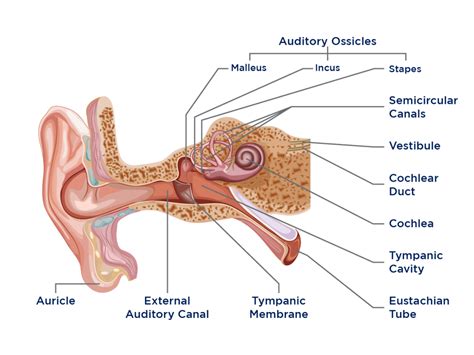 Anatomy Of The Ear Diagnosis 101