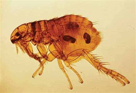 What Do Fleas Look Like Pictures Of Fleas Eggs Larvae Bites