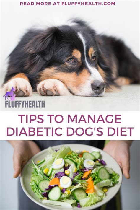 Canine Diabetes Diet 5 Important Nutrients And Tips To Manage Diabetic