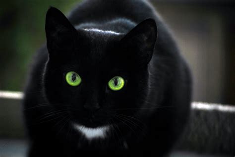 Cat With Green Eyes Wallpapers Top Free Cat With Green Eyes