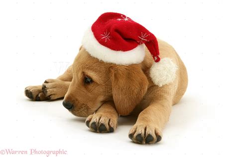 Dog Yellow Labrador Retriever Pup In A Santa Hat Photo Wp10085