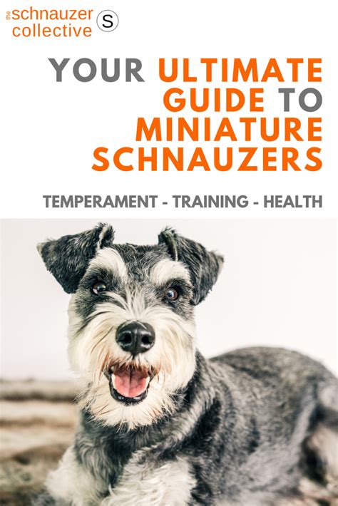 Then, see his growth curve in an interactive chart. Mini Schnauzer Miniature Schnauzer Growth Chart