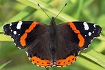 Schmetterlinge im Winter vor der Wärmefalle retten