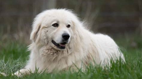Great Pyrenees Dog Breed Information Facts Traits Pictures And More