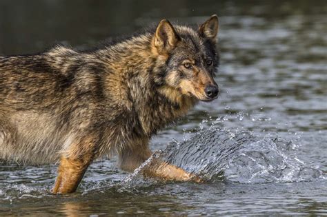Tracking British Columbias Secretive Sea Wolf