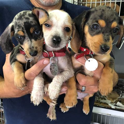 To facilitate social distancing, the kentucky humane society is now offering adoptions by appointment at our east campus at 1000 lyndon lane. 42 Dogs & Puppies Saved from Overcrowded Shelters | Rescue ...
