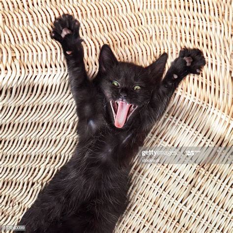 Funny Animals Stock Photos And Pictures Getty Images