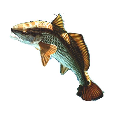 Poisson Png Transparent Png All