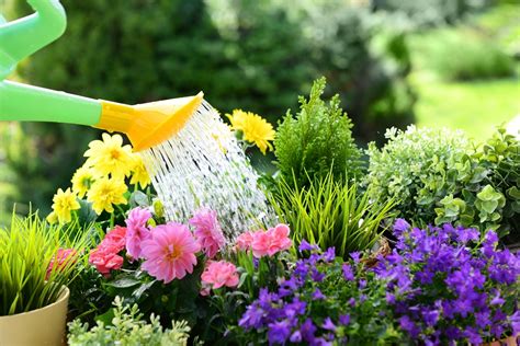 Signs Of Overwatering Your Plants Scientific Plant Service