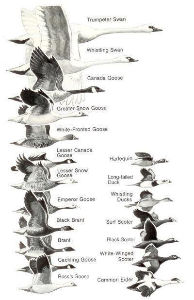 An Image Of Birds That Are Flying In The Sky With Their Names On Each Side