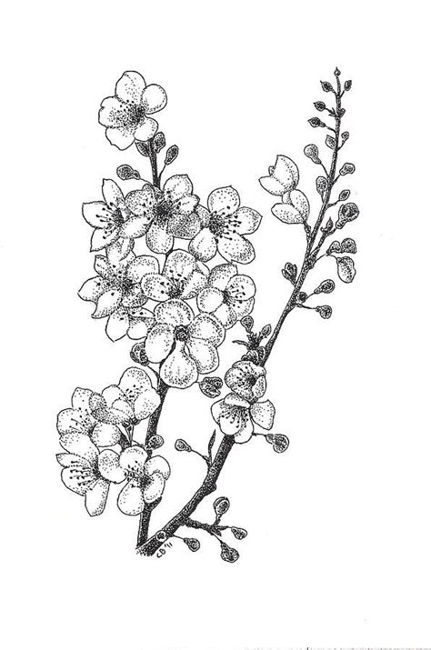Cherry Blossems Drawing Cherry Blossems Fine Art Print Flower