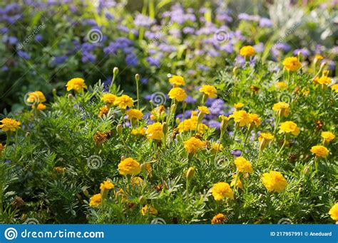 Many Yellow And Blue Flowers Growing On A Flower Bed Landscape