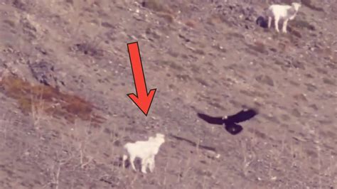 Eagle Catch Baby Goat L Eagle Hunting Mountain Goat L Eagle Attack