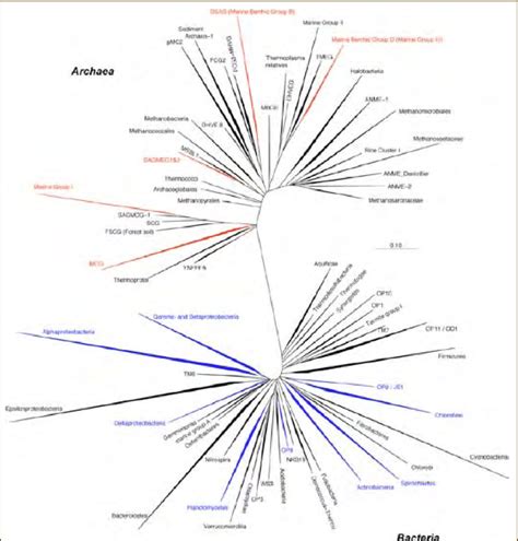 Phylogenetic Tree Of The Domains Archaea And Bacteria Based On 16s Rrna
