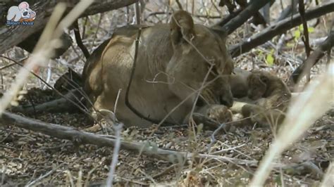Lioness Giving Birth In The Bush Newborn Lion Cubs Youtube