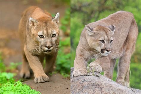 Cougar Vs Mountain Lion The Main Differences Tiger Tribe