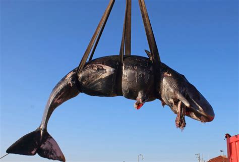 Pregnant Sperm Whale Found Dead With 48 Pounds Of Plastic In Stomach National Globalnewsca