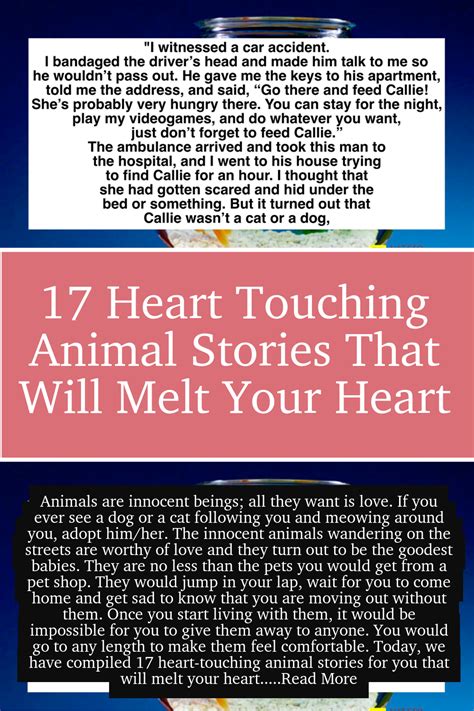 17 Heart Touching Animal Stories That Will Melt Your Heart Touching