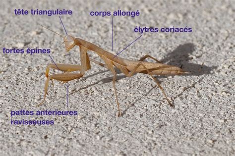 La Mante Religieuse Quel Est Cet Animal